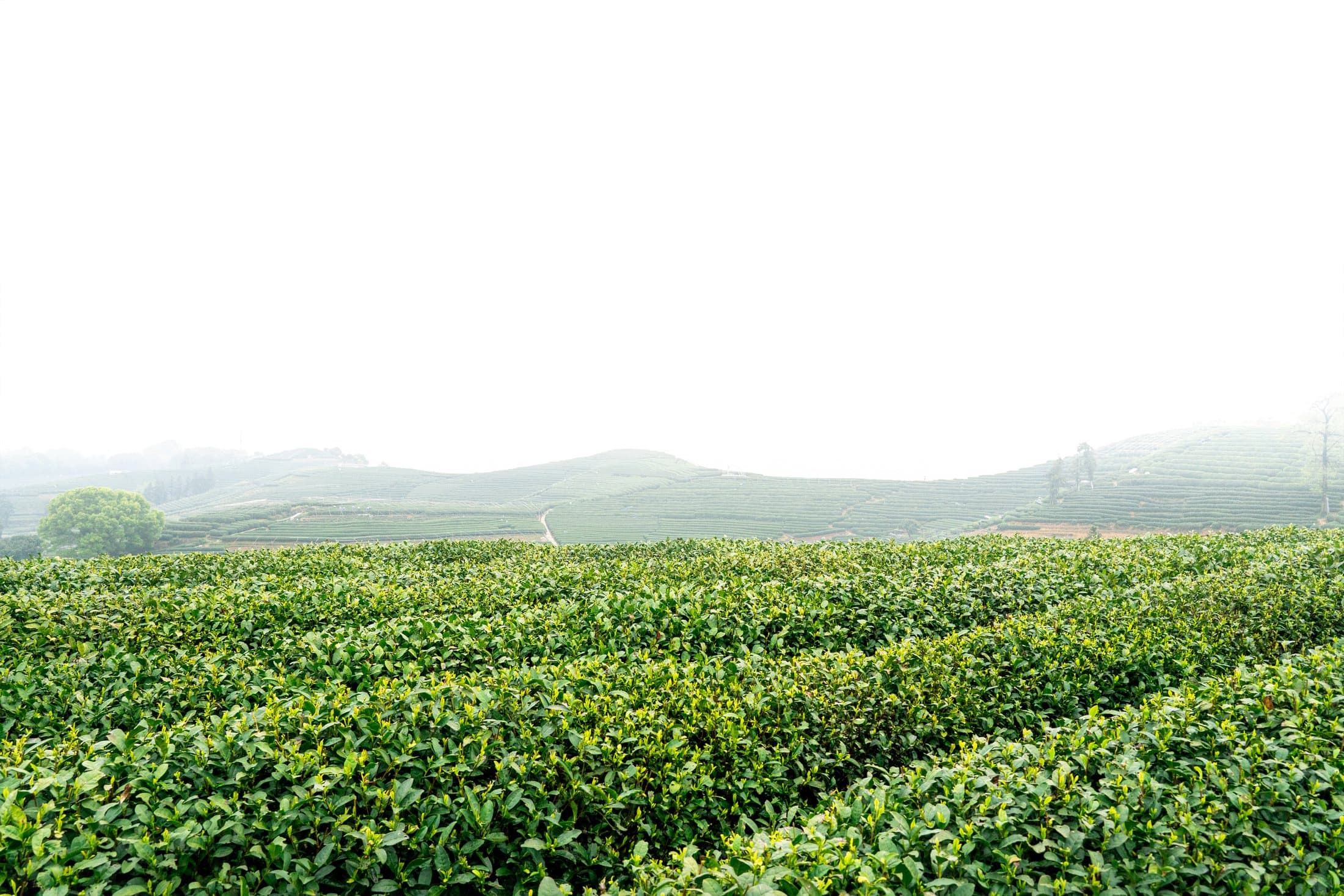 High-altitude tea gardens of Assam at first light